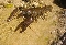 Cangrejo de ro autctono (Austropotamobius pallipes)