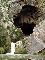Cueva del Gato (Benaojn)