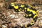 Salamandra comn (Salamandra salamandra)